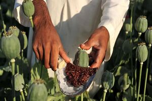 نیاز سالانه داروسازی کشور ۱۵۰۰ تن تریاک است/۵۰۰ میلیون دلار ارز دارویی منتقل نشده