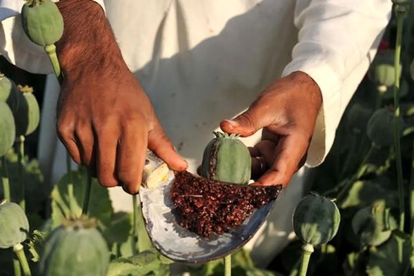 نیاز سالانه داروسازی کشور ۱۵۰۰ تن تریاک است/۵۰۰ میلیون دلار ارز دارویی منتقل نشده