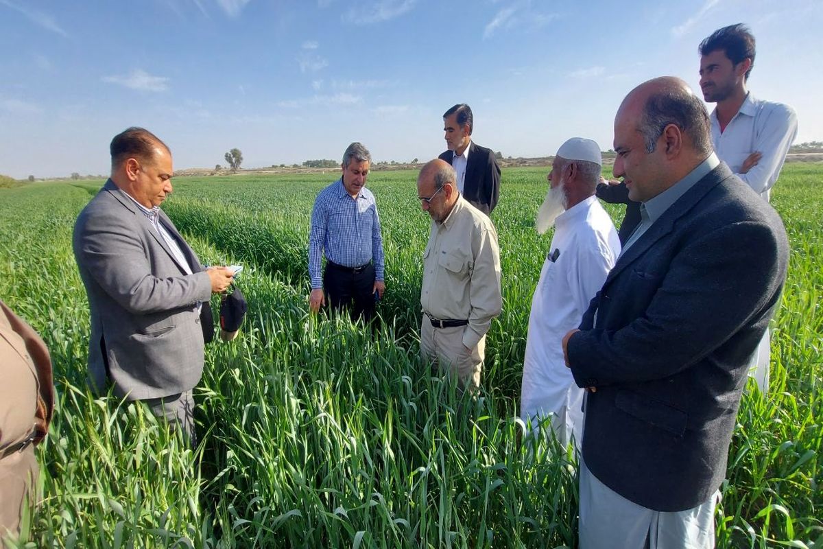 مزارع کشاورزی