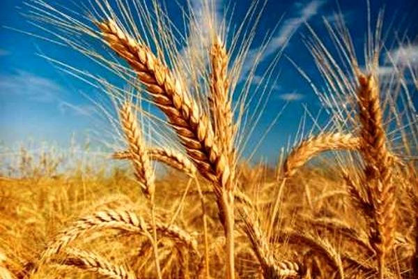 معاون وزیر جهاد کشاورزی از عبور خرید تضمینی گندم از ۵.۵ میلیون تن خبر داد