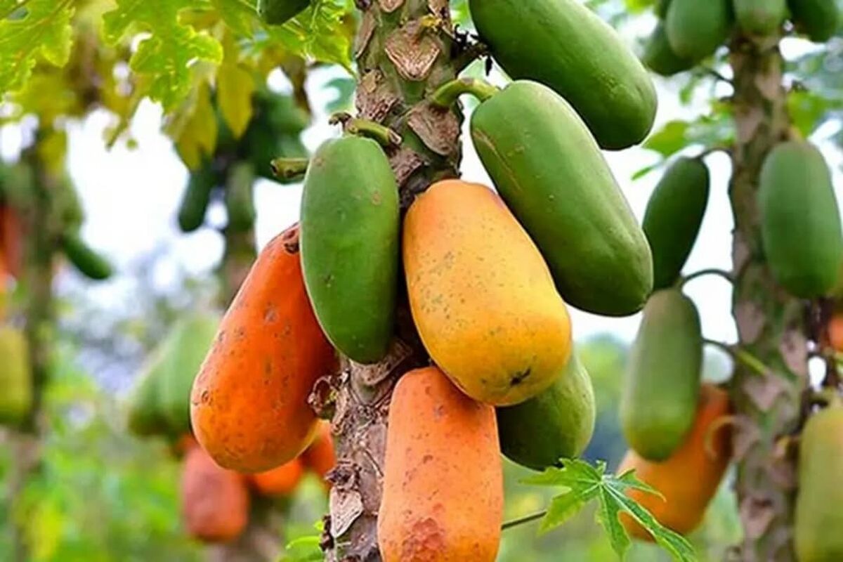 میوه های استوایی