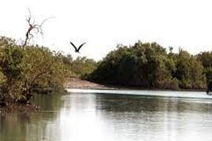 86 هکتار از سواحل منطقه سایه خوش حراکاری شد