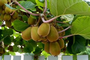 کیوی ایرانی در راه نیوزیلند