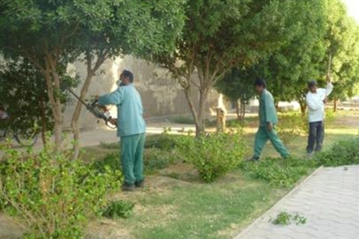 هرس درختان
