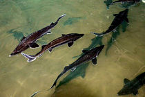 تولید  ۱۹ تن گوشت ماهیان خاویاری در سبزوار