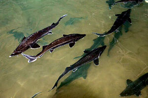 تولید  ۱۹ تن گوشت ماهیان خاویاری در سبزوار