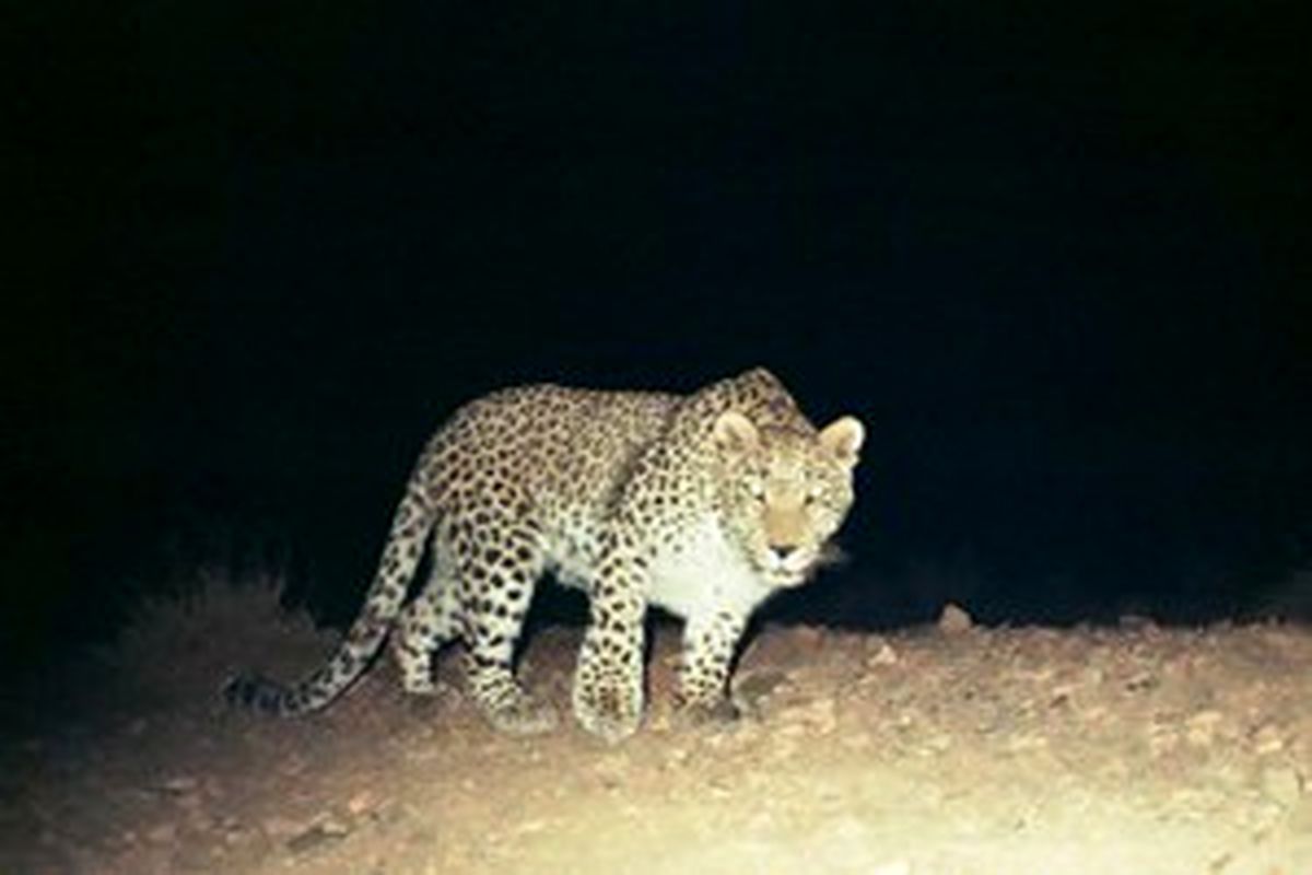 پلنگ ایرانی